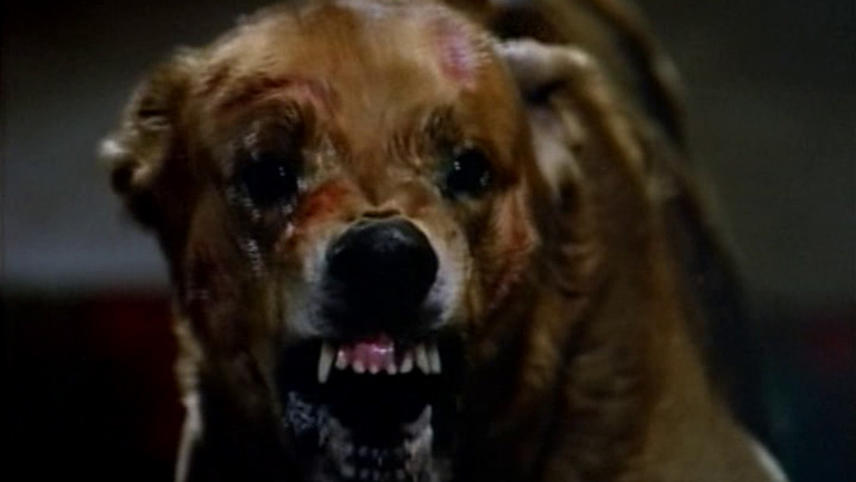 TCM Overload: 'The Pack' (1977) – The Schlocketeer